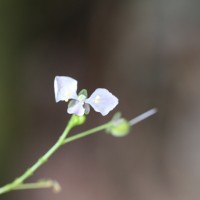 <i>Rhopalephora scaberrima</i>  (Blume) Faden